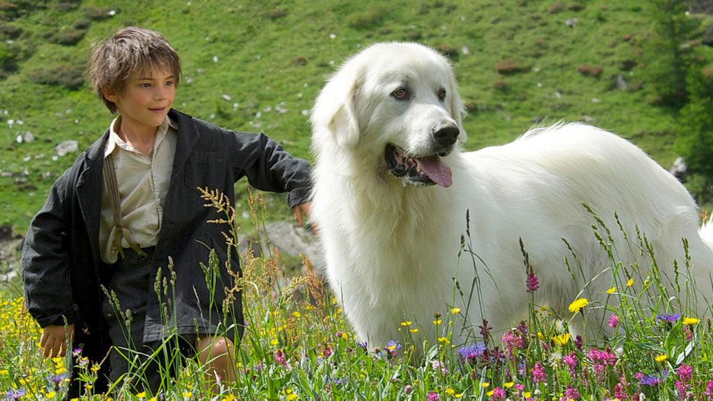 Belle il cane da montagna dei Pirenei insieme a Sebastien