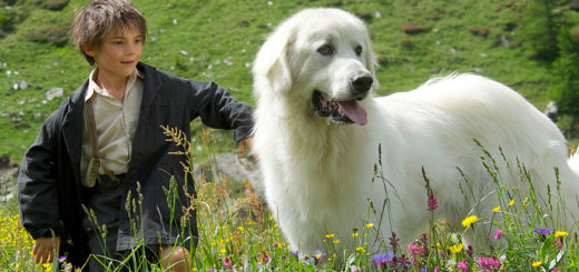 cane da montagna dei pirenei