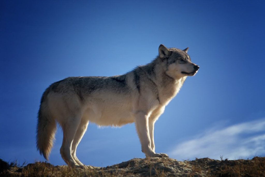 cane lupo cecoslovacco in montagna