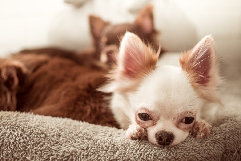 chihuahua  a pelo lungo