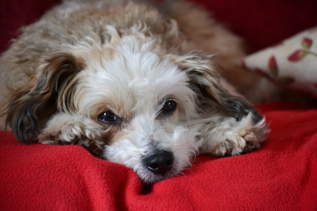 chinese crested dog