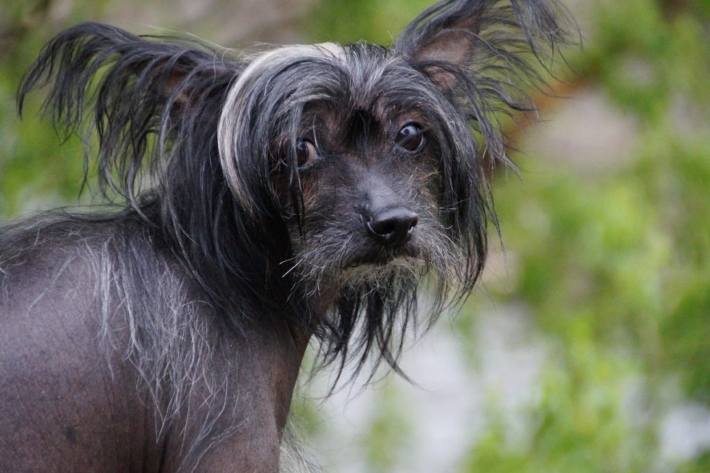 testa chinese crested dog