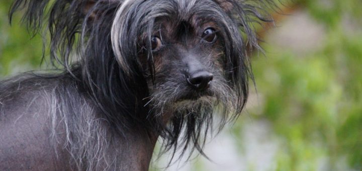 chinese crested dog