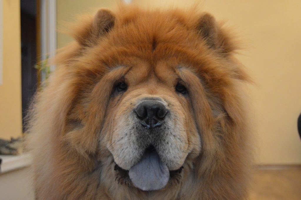 testa di chow chow