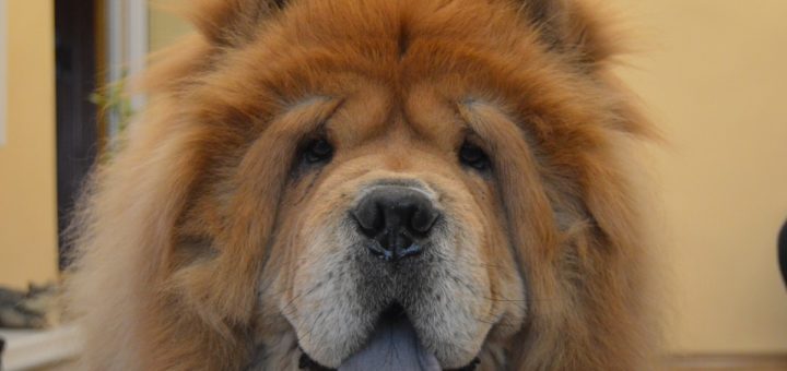 chow chow