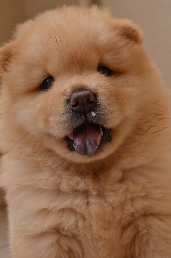 cucciolo di chow chow