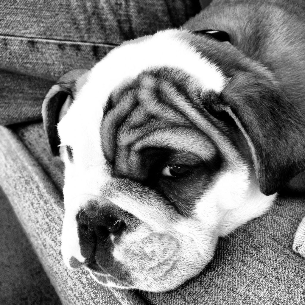 cucciolo bulldog