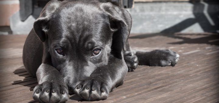 cane corso cucciolo