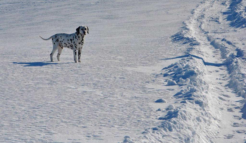 dalmata sulla neve