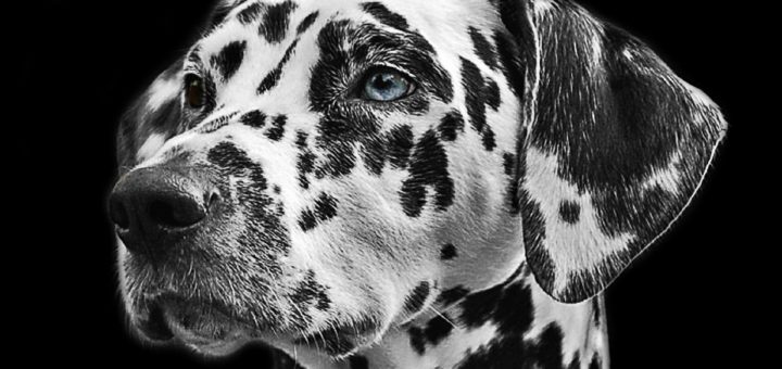 dalmata