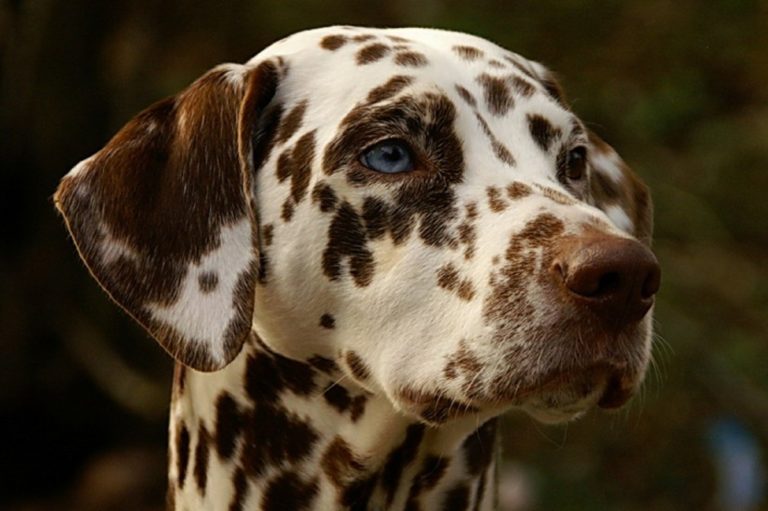 Il dalmata Carattere, allevamento, storia e prezzo. Green