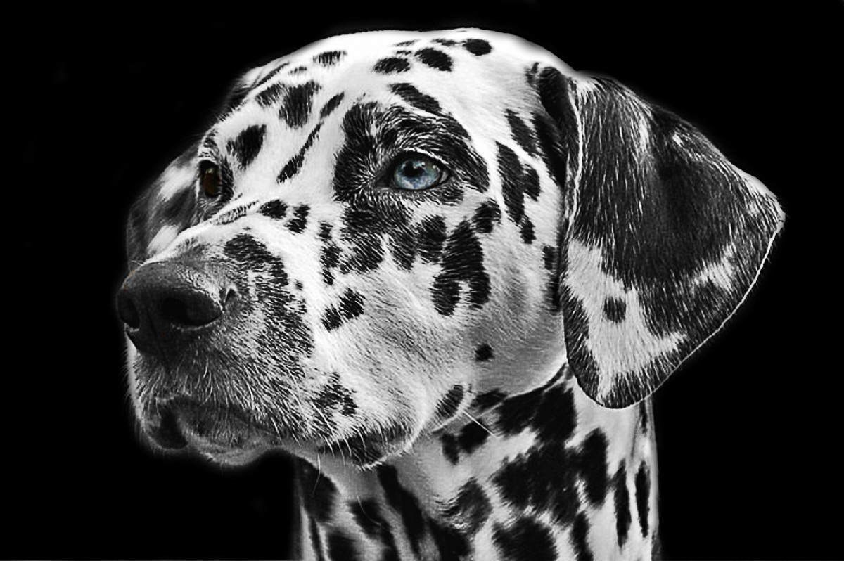 Il dalmata Carattere, allevamento, storia e prezzo. Green