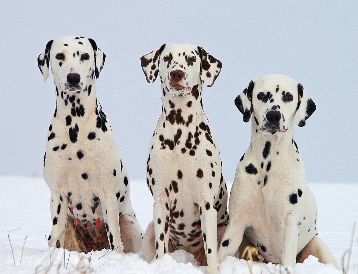 Il dalmata Carattere, allevamento, storia e prezzo. Green