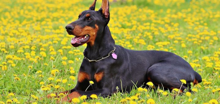 Dobermann