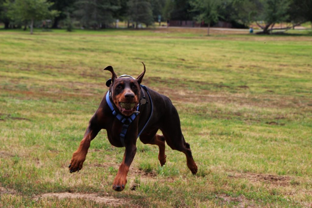 Dobermann marrone