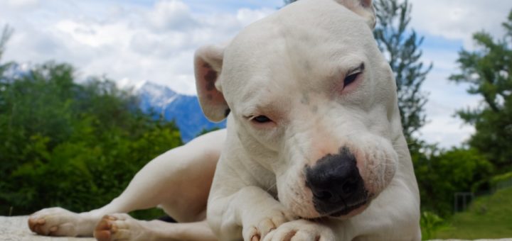 Il Dogo Argentino