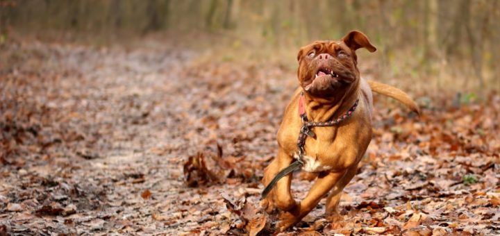 dogue de bordeaux