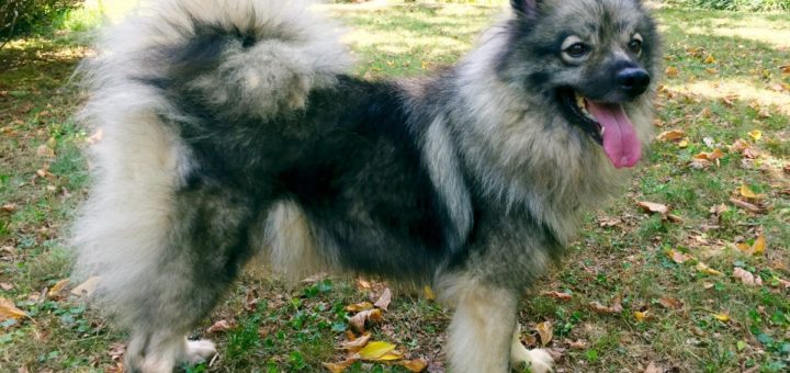 eurasier