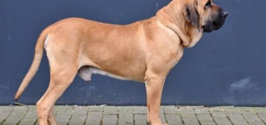 Fila brasileiro