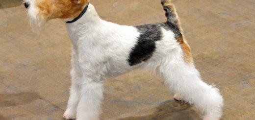 fox terrier