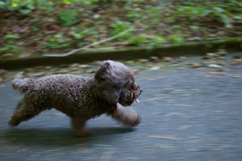 la corsa del lagotto romagnolo