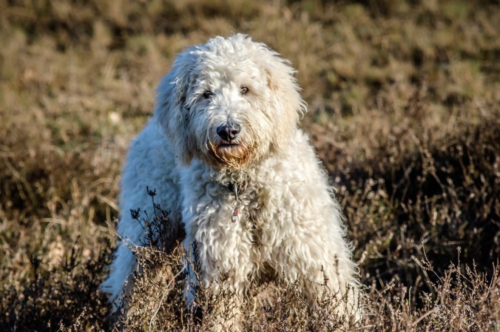 il lagotto romagnolo