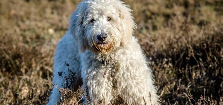 il lagotto romagnolo