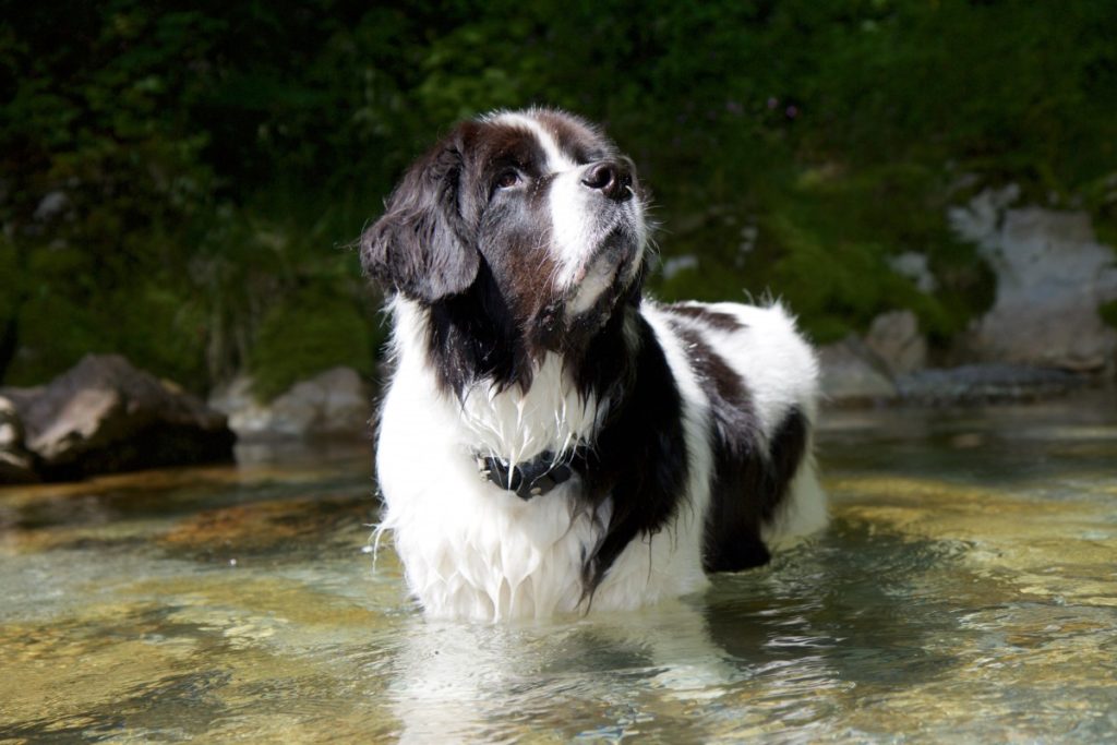 in acqua