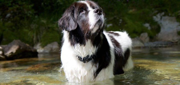 landseer