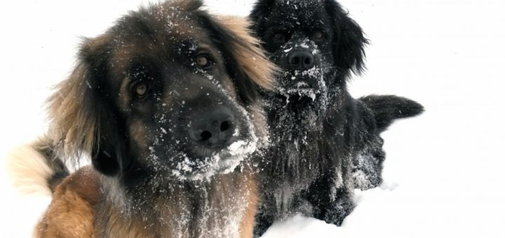 leonberger