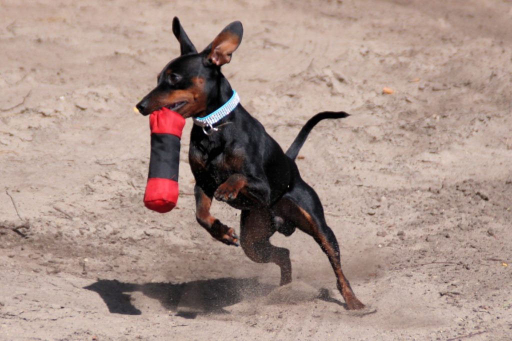 Manchester terrier