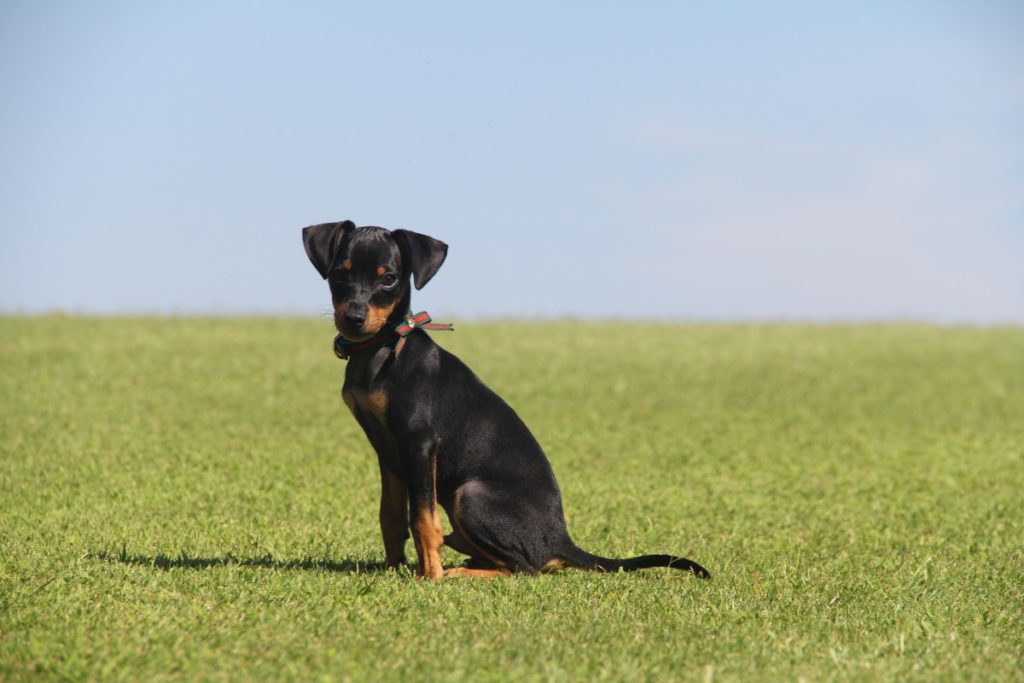 cucciolo di Manchester terrier