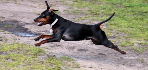 Manchester terrier