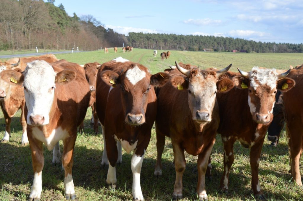 mucche simmental