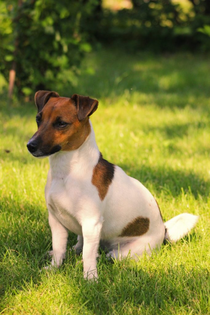 parson jack russell terrier