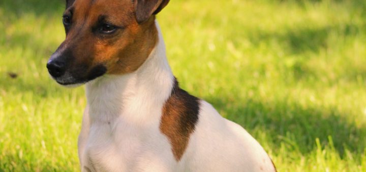 parson jack russell terrier
