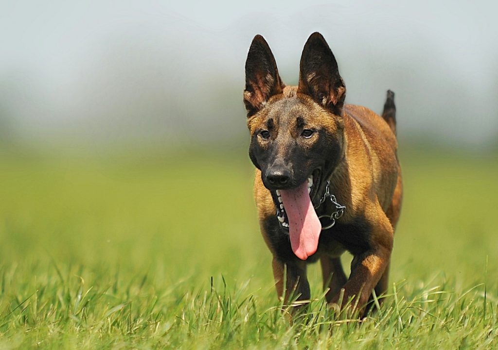 Pastore belga malinois