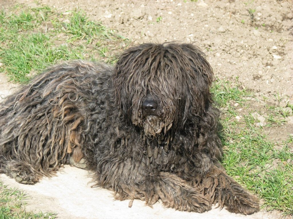 Pastore bergamasco