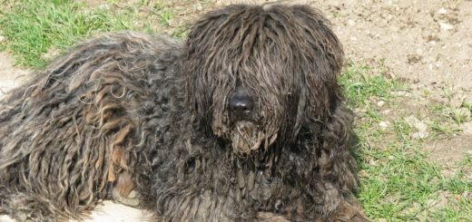 pastore bergamasco