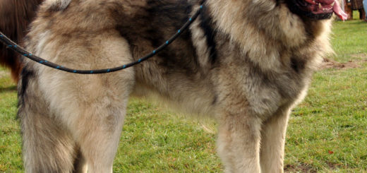 cane da pastore di ciarplanina