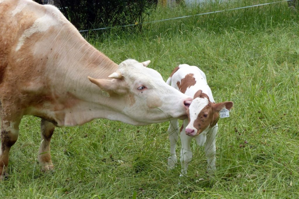 mamma e vitello