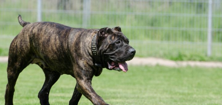 Perro da presa canario