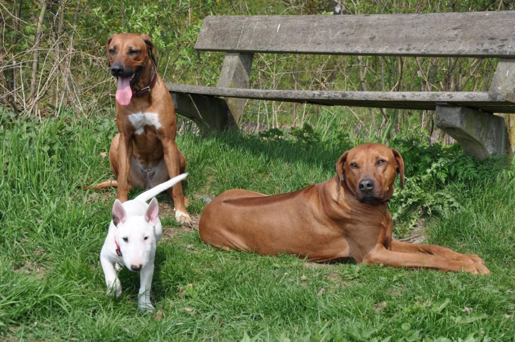 Rhodesian Ridgeback e il loro amico bull terrier