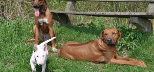 Rhodesian Ridgeback