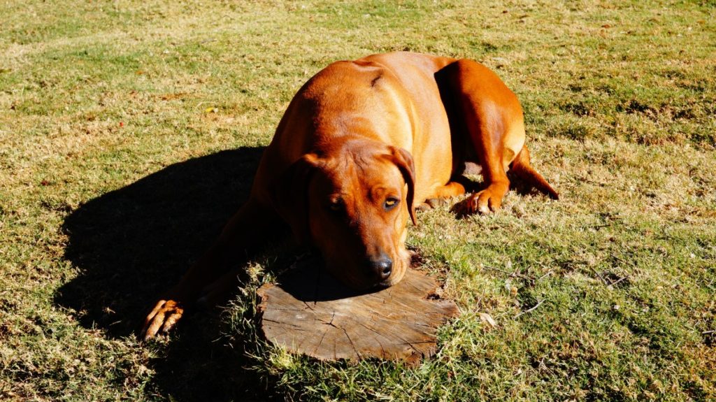 Rhodesian Ridgeback