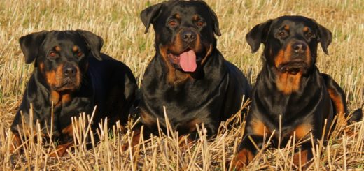 Rottweiler