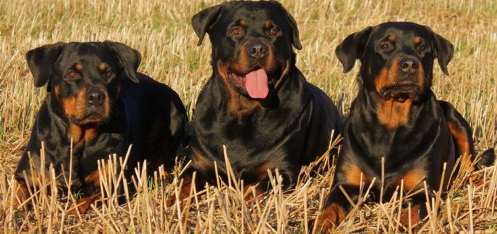 Rottweiler