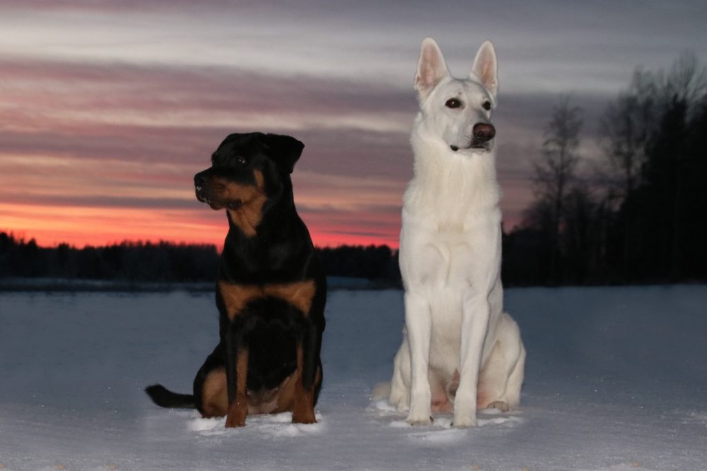 Rottweiler e pastore svizzero bianco