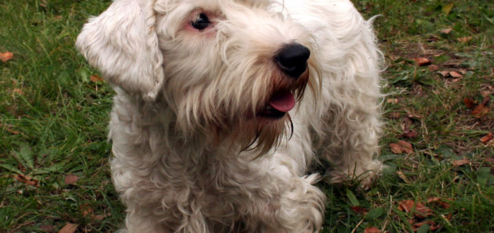 Sealyham terrier