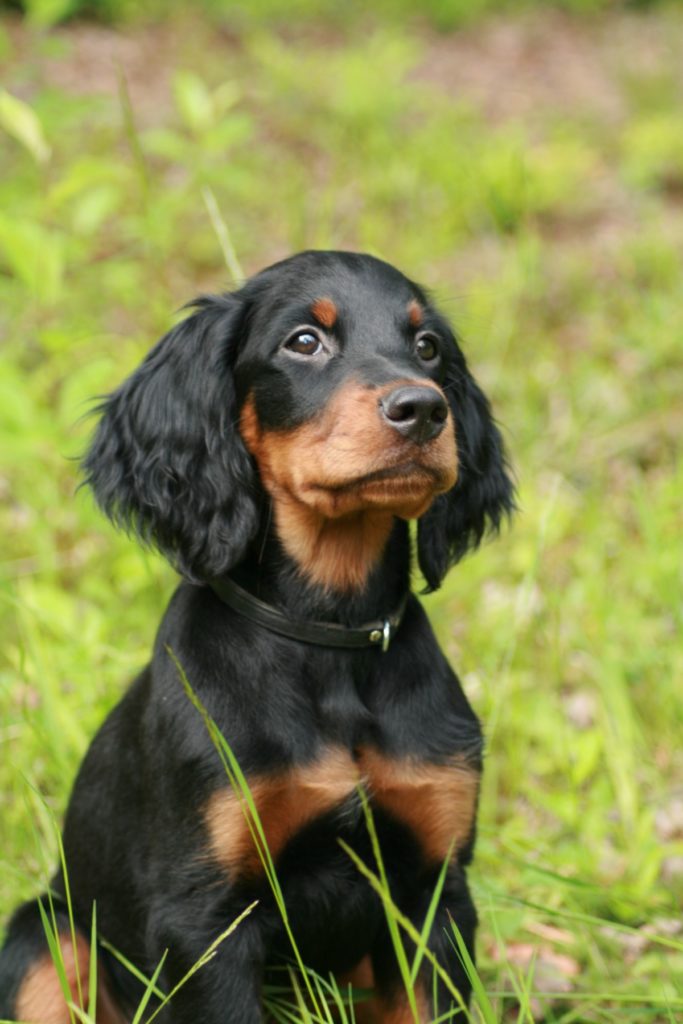 cucciolo di setter